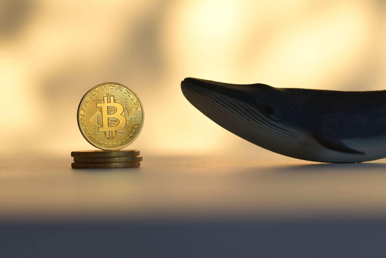 Bitcoin whales dump over 80,000 BTC as holdings hit 9-month low